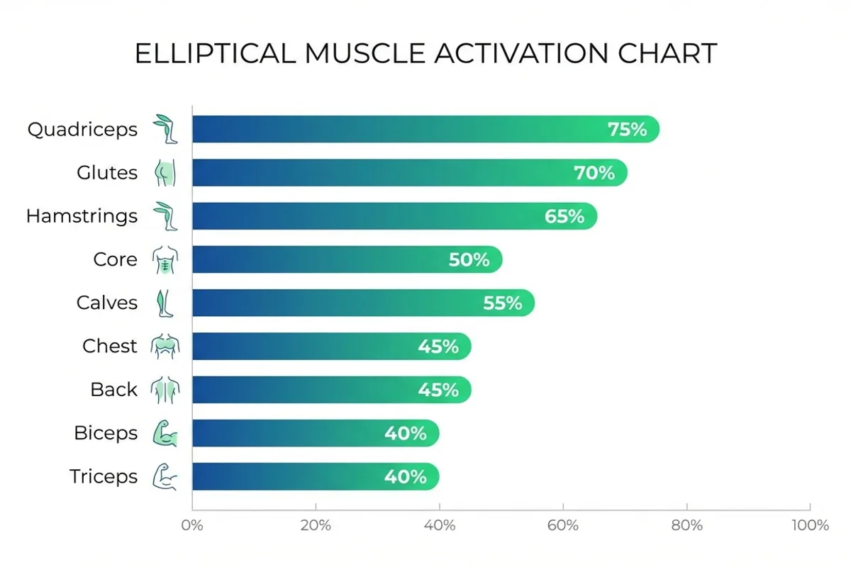 Elliptical Muscle Activation Chart